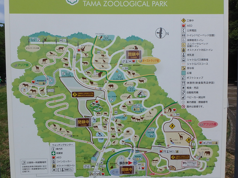 再開園した多摩動物公園に行ってみた 公式ツイッターからコロナ後混雑回避日時を予想 ちょこままチャンネル