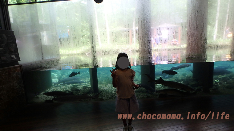 森の中の水族館。（山梨県の富士湧水の里水族館）を前の池（チョウザメ）館内から