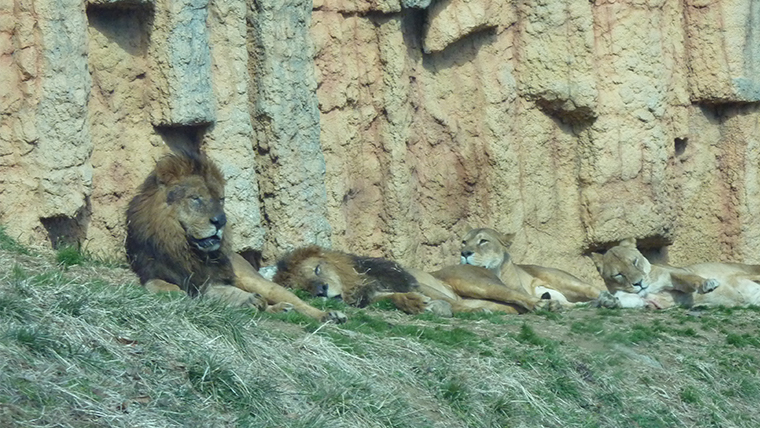 多摩動物公園のライオンバス車内から撮影したライオン（2015年）
