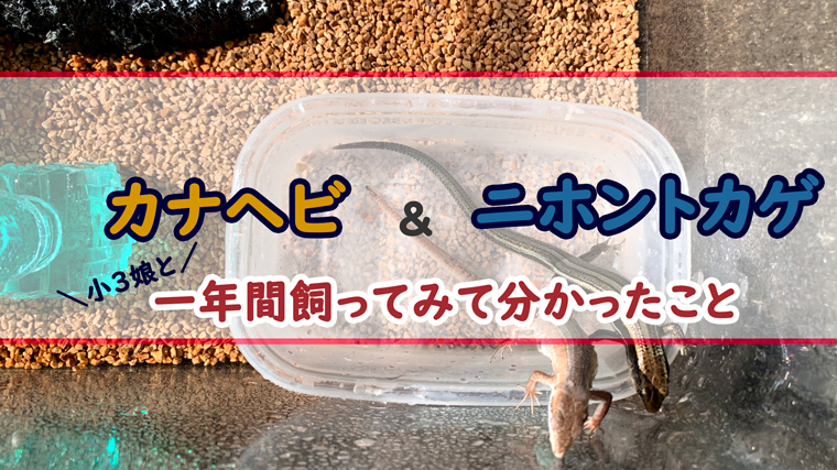 カナヘビの飼い方 小学生の娘と1年間試行錯誤して分かったこと ちょこままチャンネル