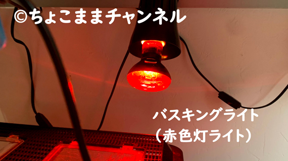 カナヘビの飼い方 小学生の娘と1年間試行錯誤して分かったこと ちょこままチャンネル