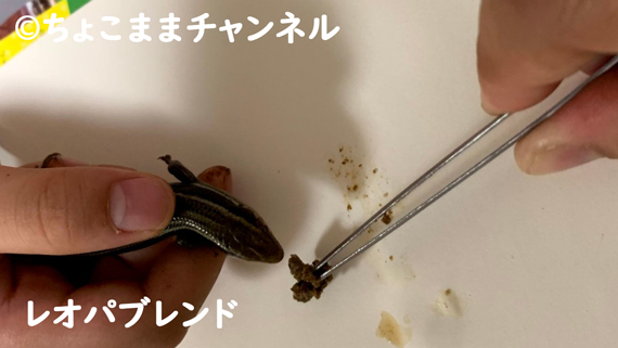 カナヘビの餌（レオパブレンド使用中）（カナヘビとニホントカゲの飼育を1年間やって分かった事）
